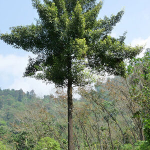 Garcinia