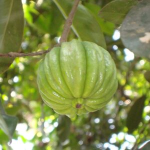 Garcinia vili